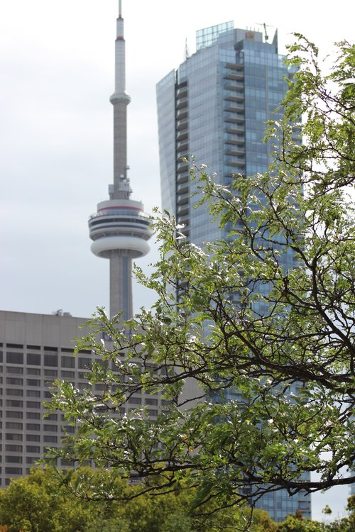 A photo of the CN tower with a tree branch in front of it